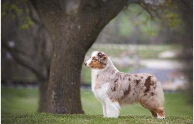 X'Sells Casselcreek B´Serious