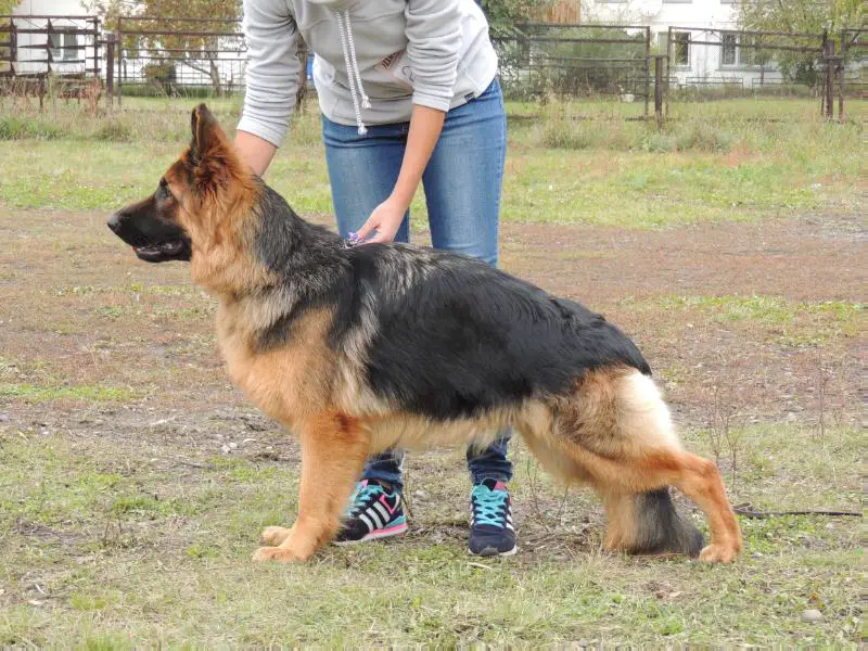 CHILITA IZ DOMA KARMANOVOI