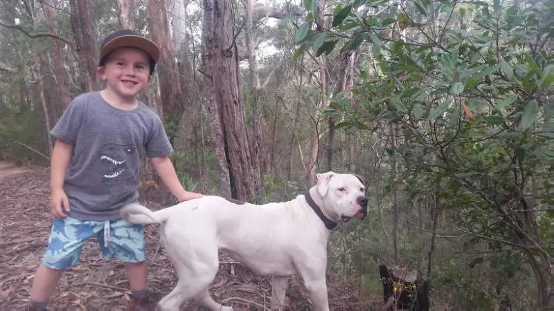 Minga of Pedigree American Bulldogs Australia