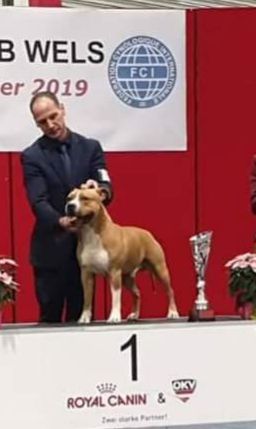 Ch. Royal Amstaff Majestic RedBoy Carlos