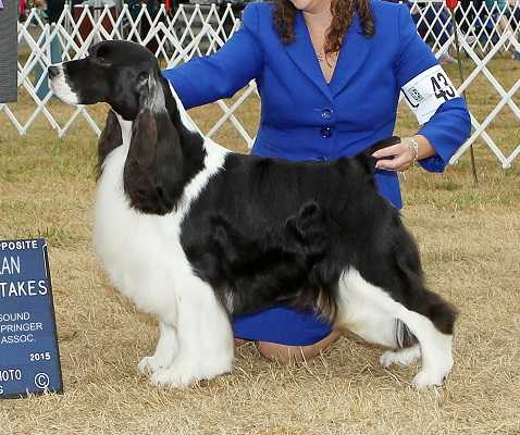 GCH CH Tiffany's Esspecial Magic Kingdom