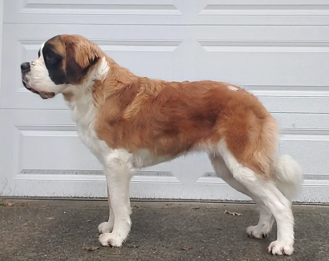 Double Helix at Solid Gold