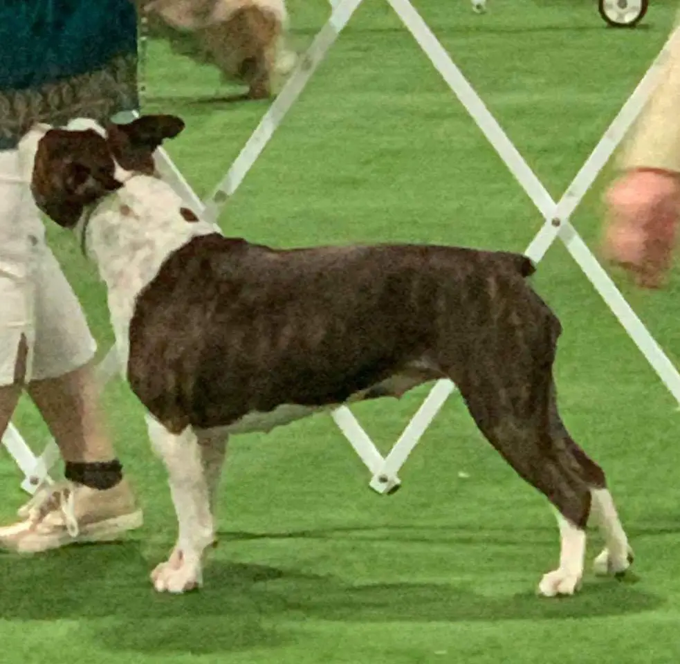 NZ CH TopShelf Crescent Moon