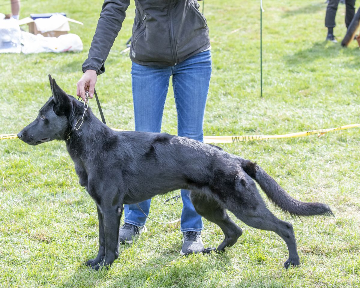 G Nymeria vom Eisenraben