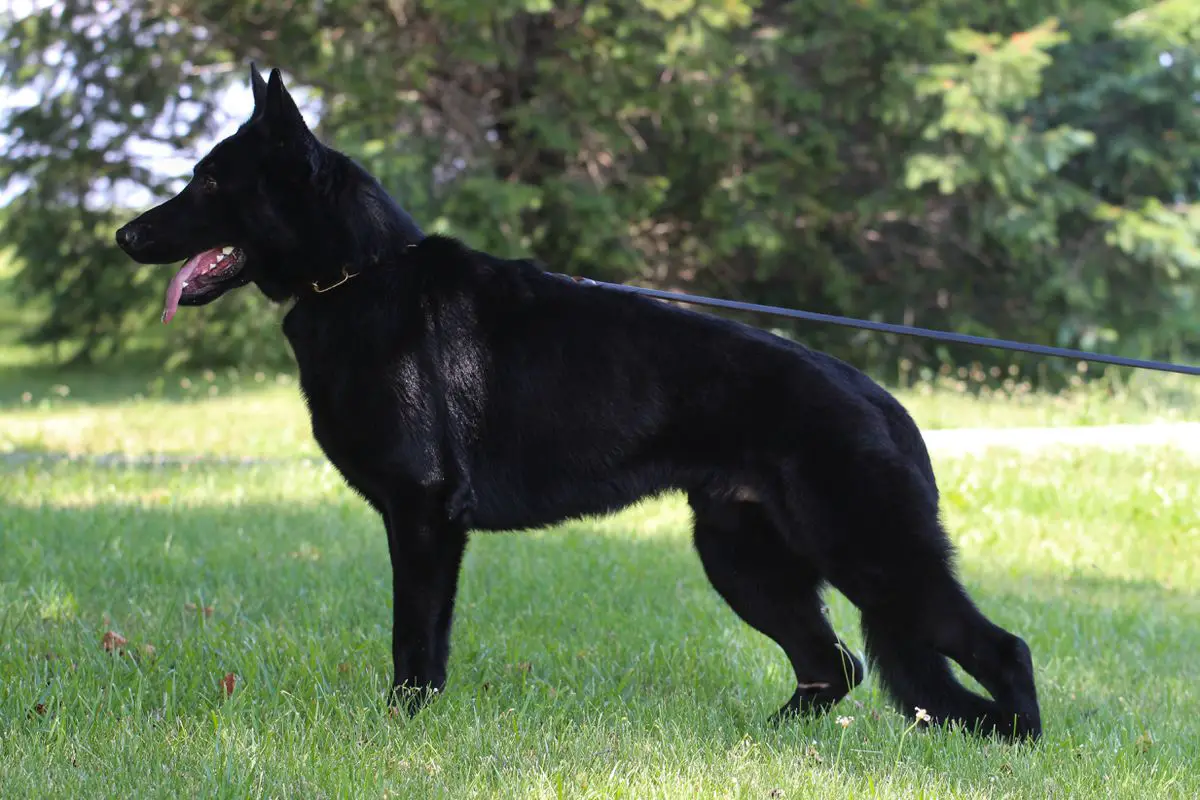 Ashneel von der Starke ("Mingus")