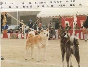 Urakaze Go Awano Kensha