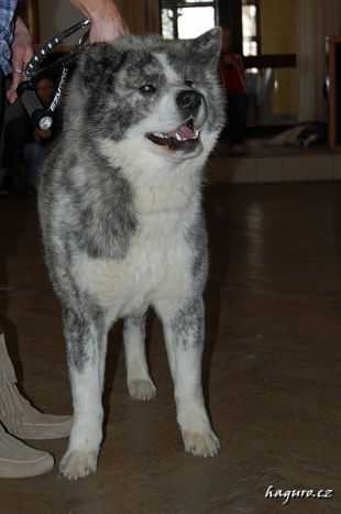 CZ CH, CZ JCH Kichiro Tomimopa