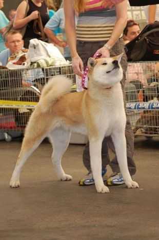 Kammei No Izumi Halne Wzgorze