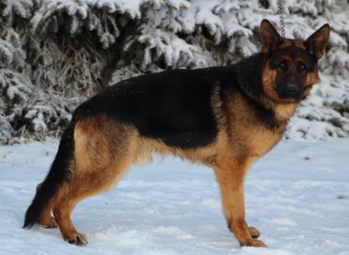 Kingston von der Stevens