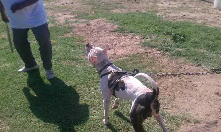 Rj's Rascals Rocky Balboa