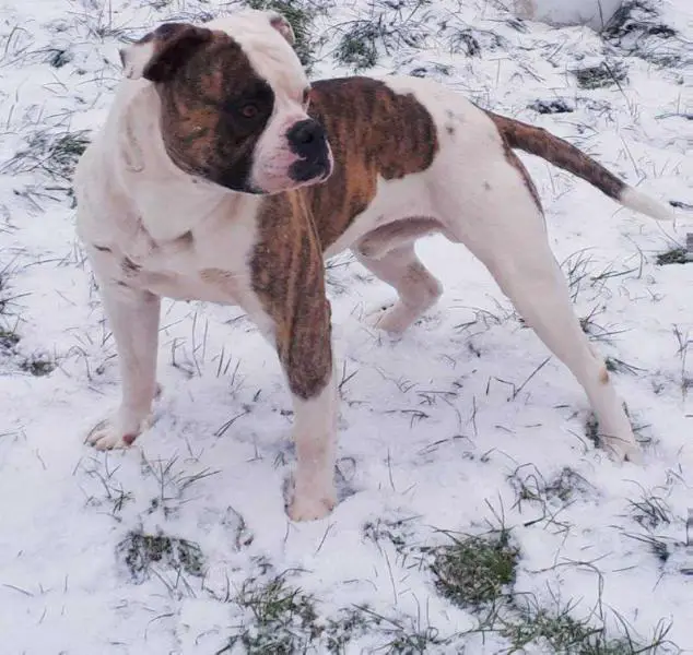 Destiny's Bulls Donnie