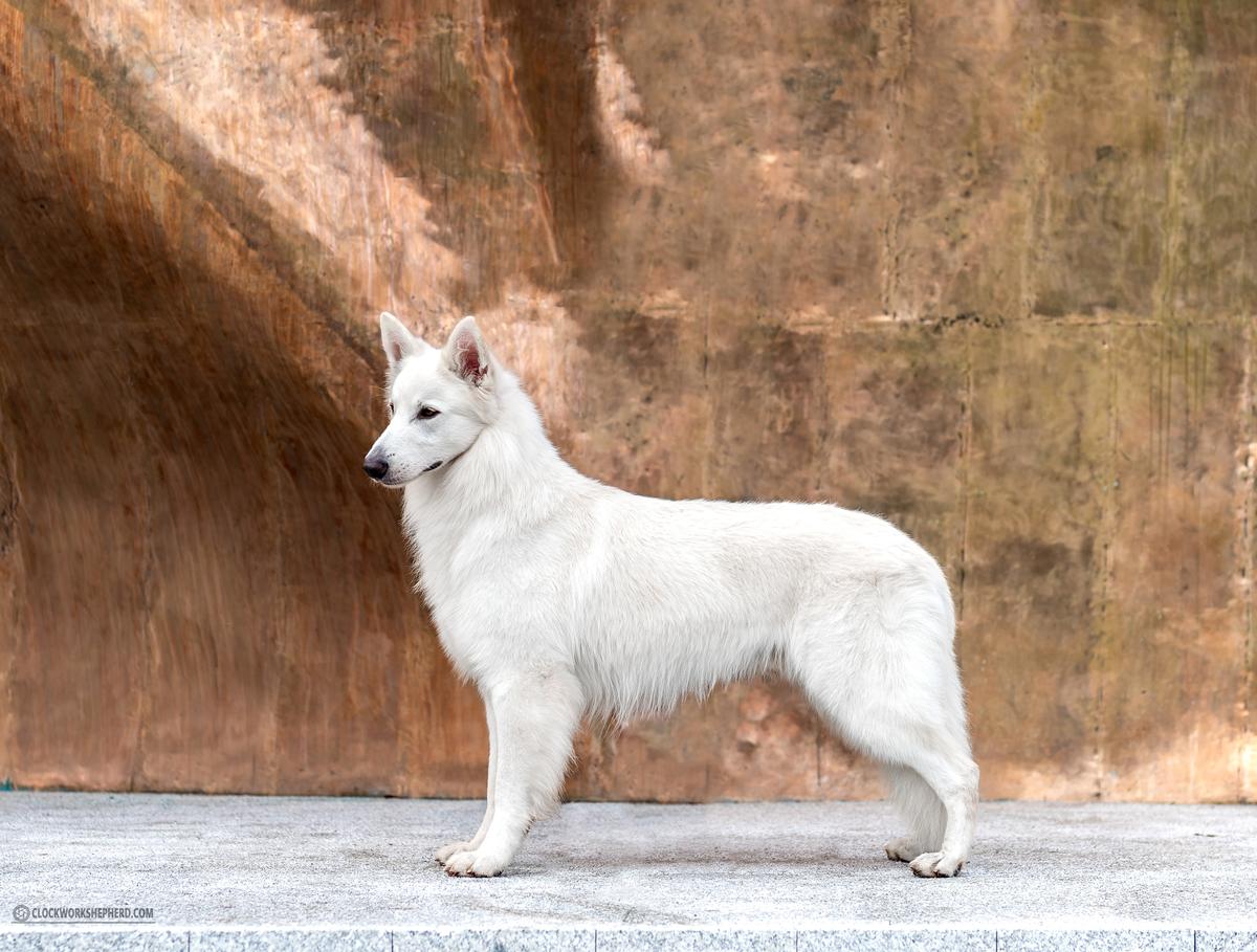 Jr. CH.PL, CH.PL, Grand CH.PL. CH.LT, CH.HUN, BISS, C.I.B. Clockwork Shepherd WOLF