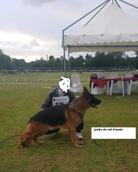 Jocko du val d'Anzin