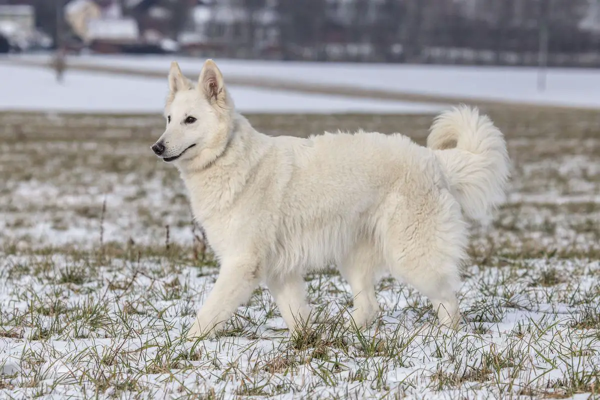 Arien of Lonely Mountain