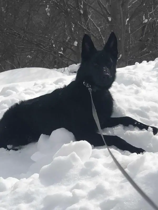 Ester Vom Haus Safko