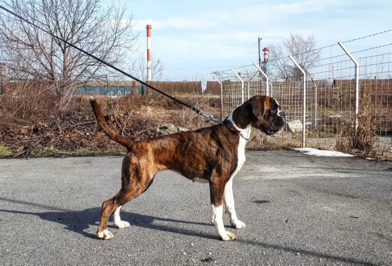 DINASTIYA iz Rossii s Lyubovyu