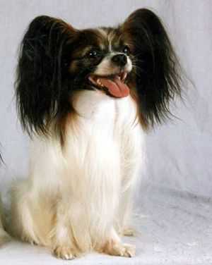 	FLY HIGH TEMPING THEME