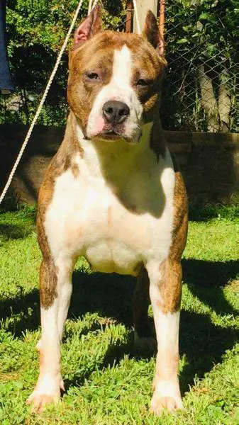 CH - ARG , CH - BOL, GCH - BOL URUCA MAGICA DE LA GRAN STRANIERA