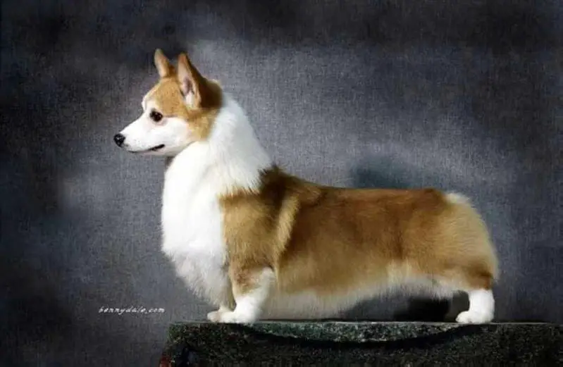 Kor CH Corgiville's Run to Win FCI