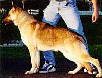 Rin Tin Tins Rin Tin Tin