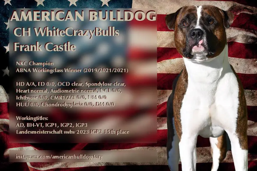 NKC Champion WhiteCrazyBulls Frank Castle