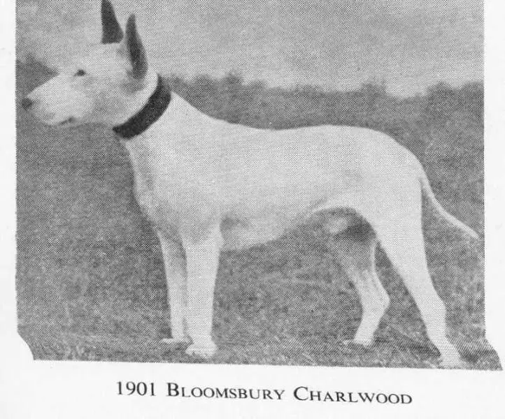 Bloomsbury Charlwood