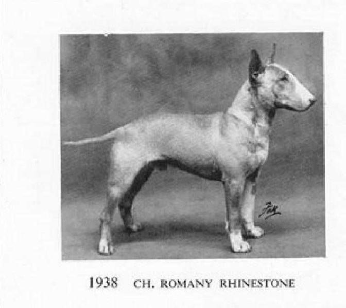 CH Romany Rhinestone
