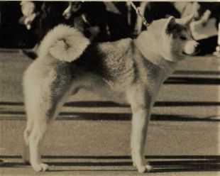 Hokuto Go Kisarazu Shirai Kensha (1978)