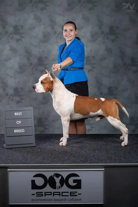 Ch. Rus, JCH. Rus, JBIS Caeculus iz Sozvezdiya Staff