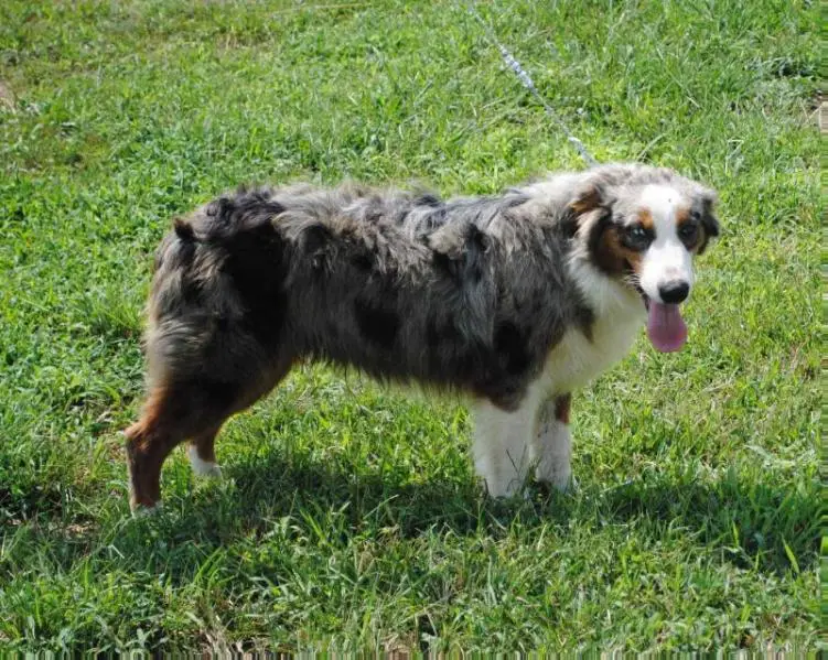 EchB Circle B Rooster of Spring Creek