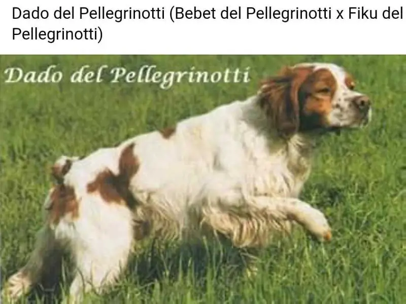 DADO del Pellegrinotti