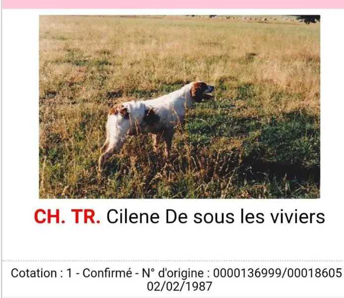 CILENE de sous les viviers