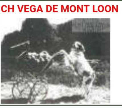 VEGA de mont loon