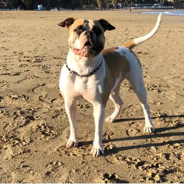 Alibull's Blu