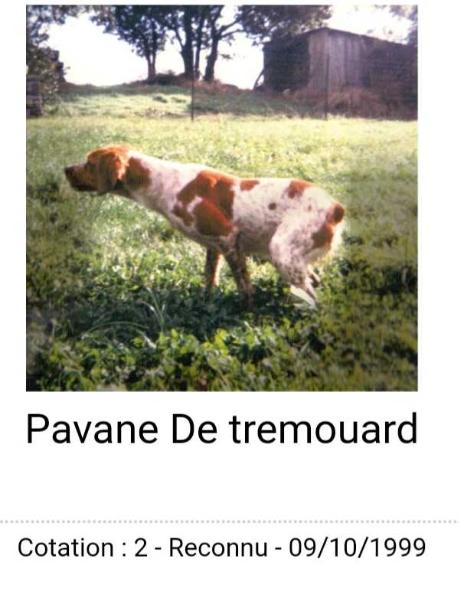 PAVANE de Tremouard