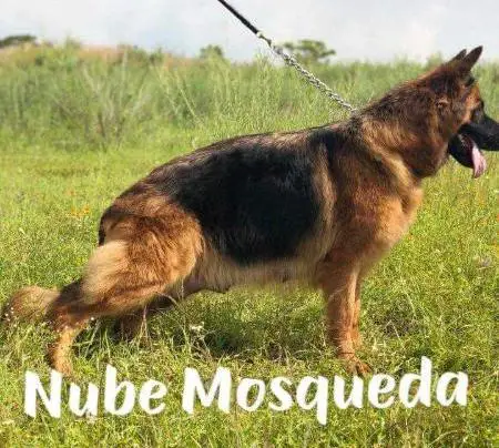 NUBE MOSQUEDA
