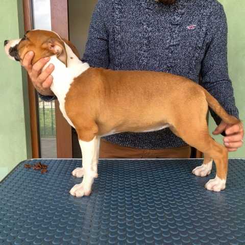 Golden Kyon Red Princess