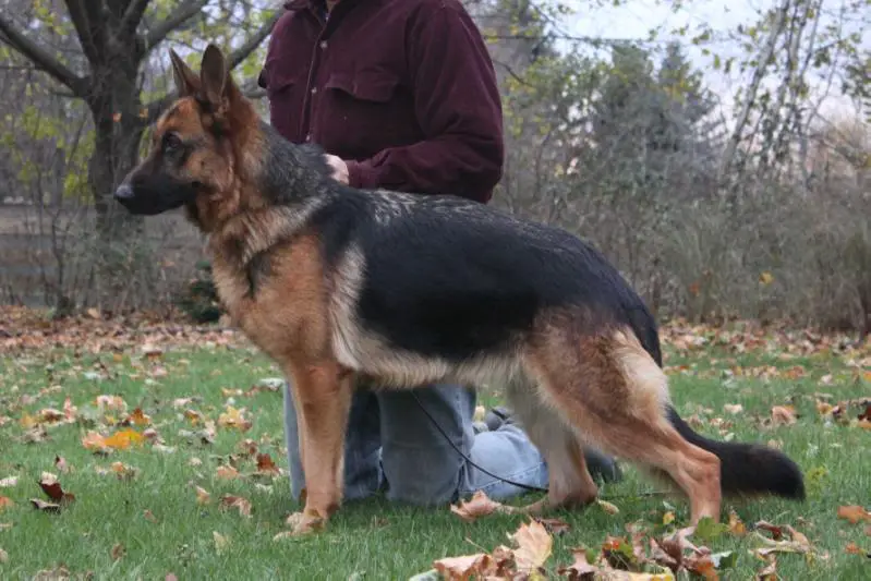 Aoibheann Vom Hohlen Huegel