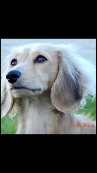 Von Zioli Aoife of Karonika