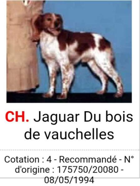 CH. JAGUAR du bois de vauchelles
