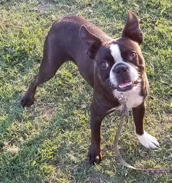 Rinehart's Rugged Rhino