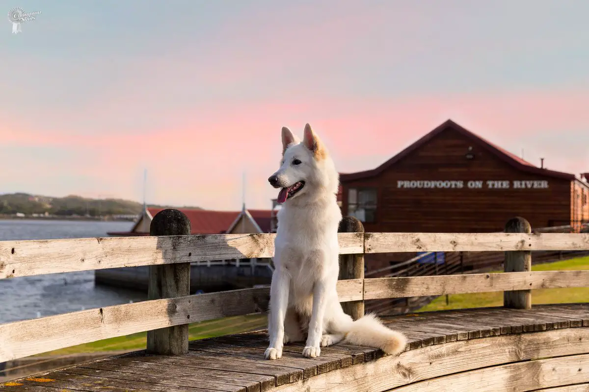 Australian Champion Clarelly You Only Live Twice