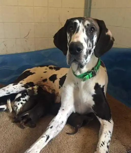 Swampside Arlene With Boundaries