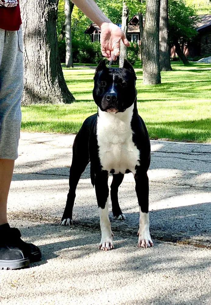 Gunsmoke’s Peacemaker