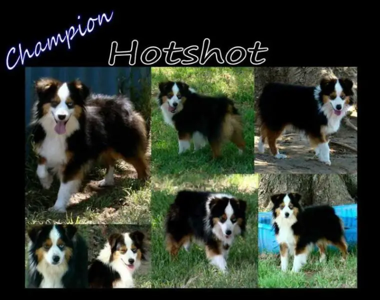 CH POCKETS HOT SHOT OF GRANDVIEW