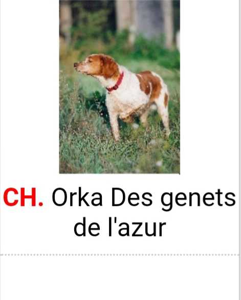 CH. ORKA des Genets de l'Azur