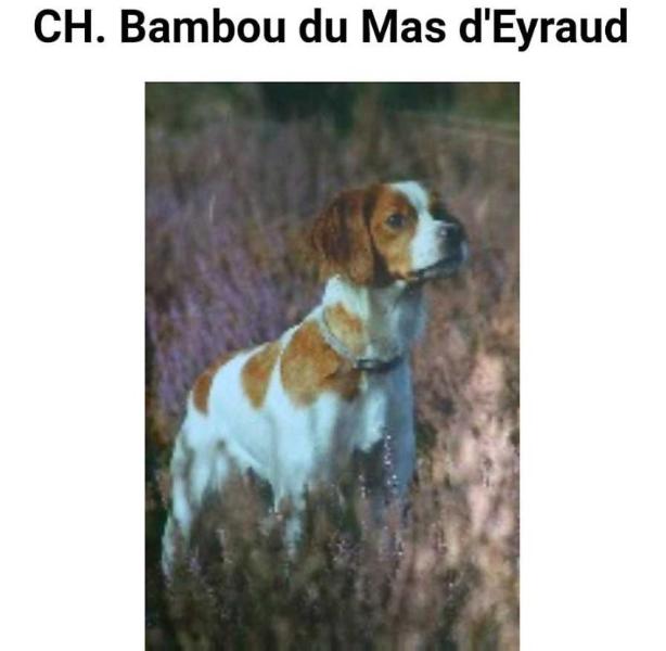 CH. BAMBOU du mas dEyraud