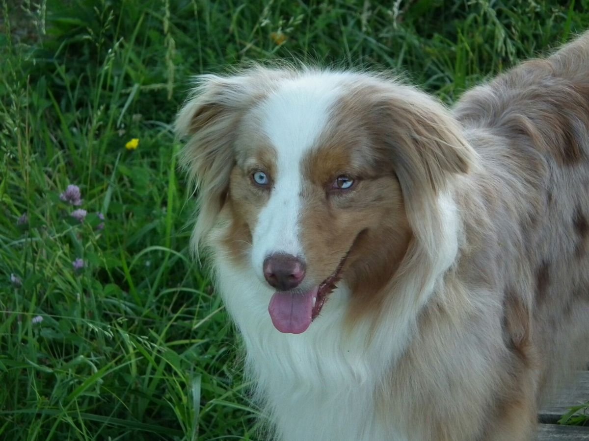 Timberline HHK Ginger Snap