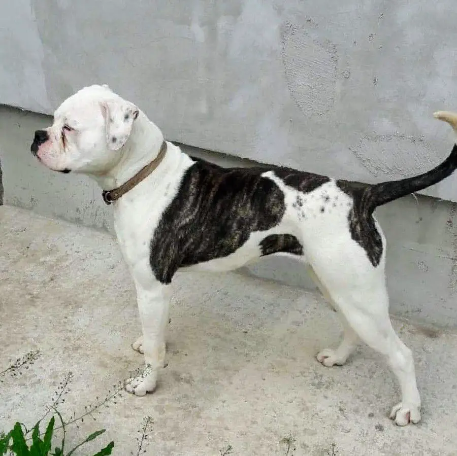 PETRUSBULLS ANYA