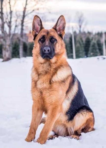 NOVA HAYSIE VON LUMARION